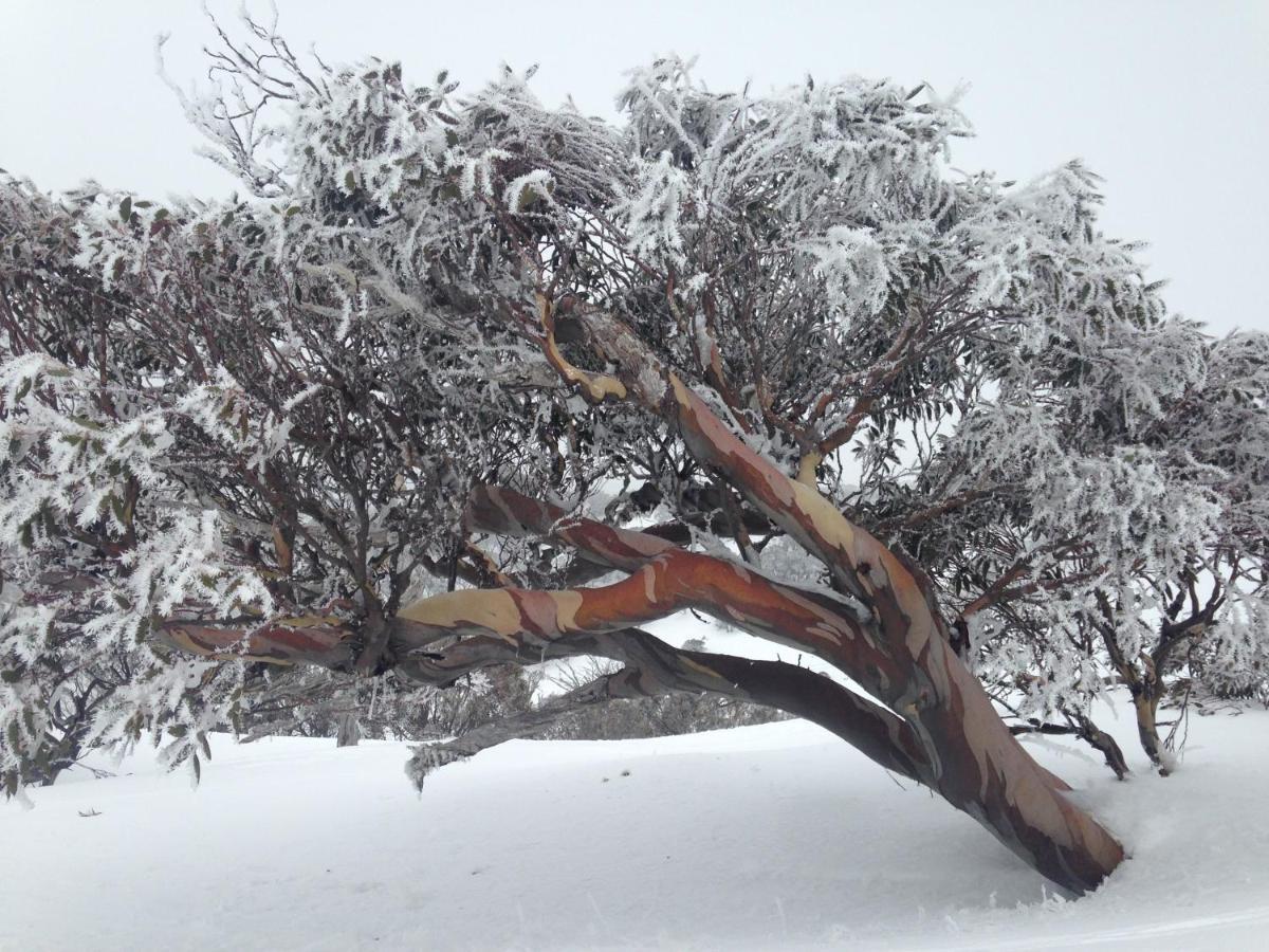 Swagman Chalet Perisher Valley Esterno foto